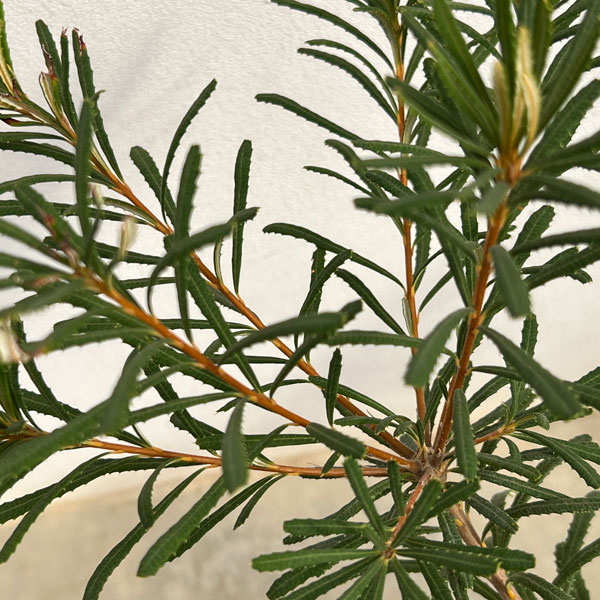 バンクシア:ヘアピンバンクシア(S)6号ポット