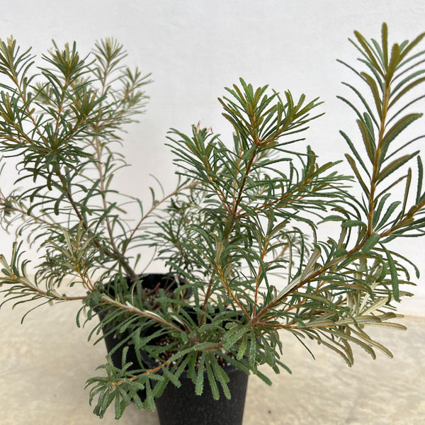 バンクシア:ヘアピンバンクシア(S)6号ポット