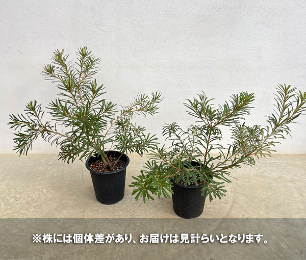 バンクシア:ヘアピンバンクシア(S)6号ポット