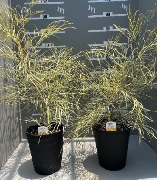 園芸ネット本店｜グレビレア：ハニーワンダー 7号鉢植え の通販【公式】