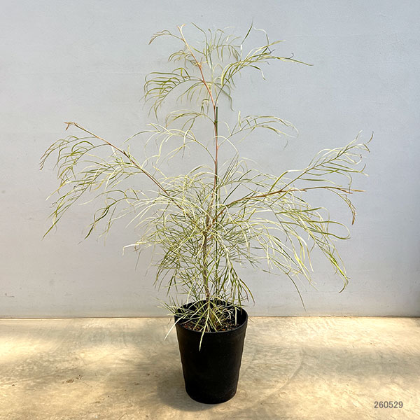 園芸ネット本店｜グレビレア：ハニーワンダー 7号鉢植え の通販【公式】