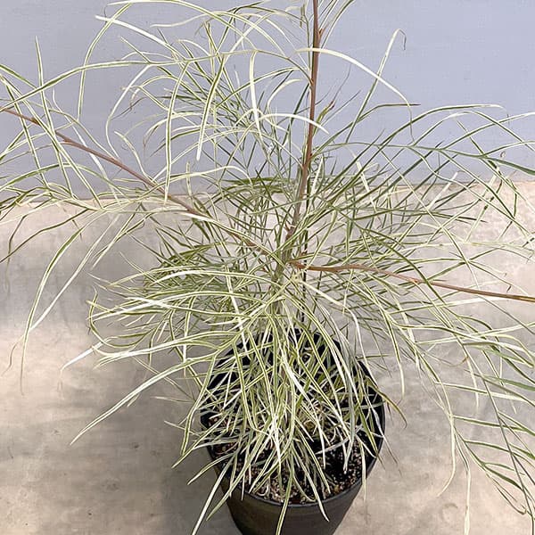 園芸ネット本店｜グレビレア：ハニーワンダー 7号鉢植え の通販【公式】