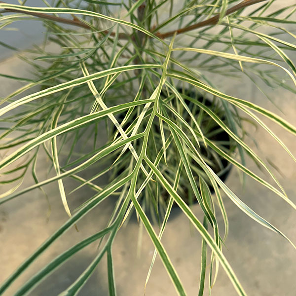 グレビレア:ハニーワンダー 7号鉢植え
