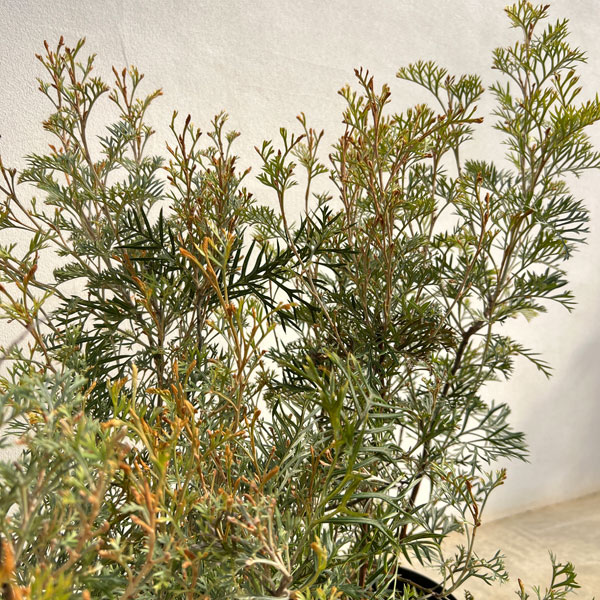 グレビレア:クリームパッション 6号鉢植え