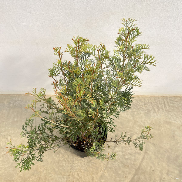 グレビレア:クリームパッション 6号鉢植え