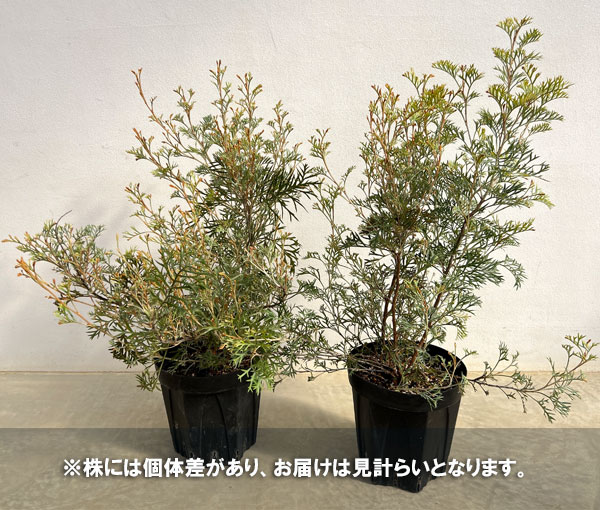 グレビレア:クリームパッション 6号鉢植え