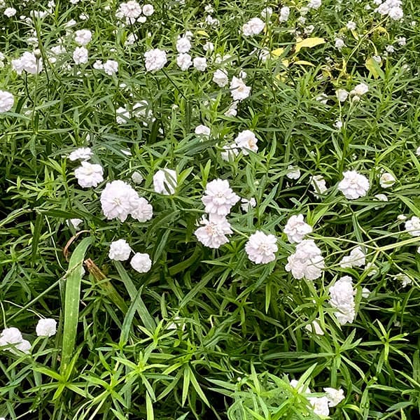 アキレア:ピーターコットンテイル4.5号ポット