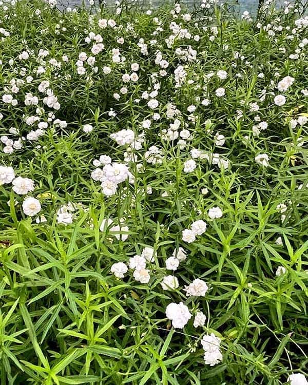 アキレア:ピーターコットンテイル4.5号ポット