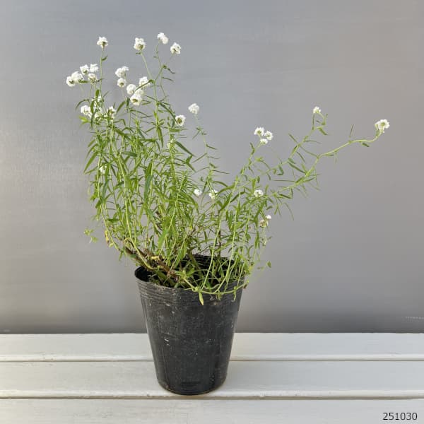 （わけあり特価）アキレア：ピーターコットンテイル4.5号ポット