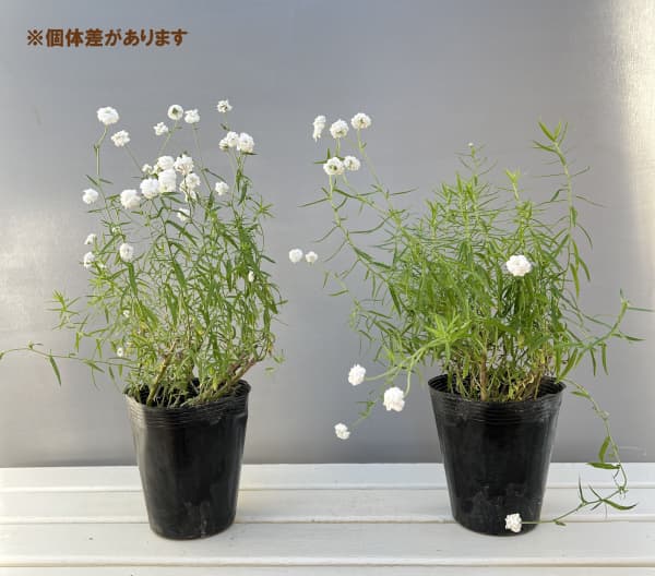 （わけあり特価）アキレア：ピーターコットンテイル4.5号ポット