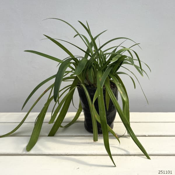 アガパンサス:エバーホワイト4.5号ポット