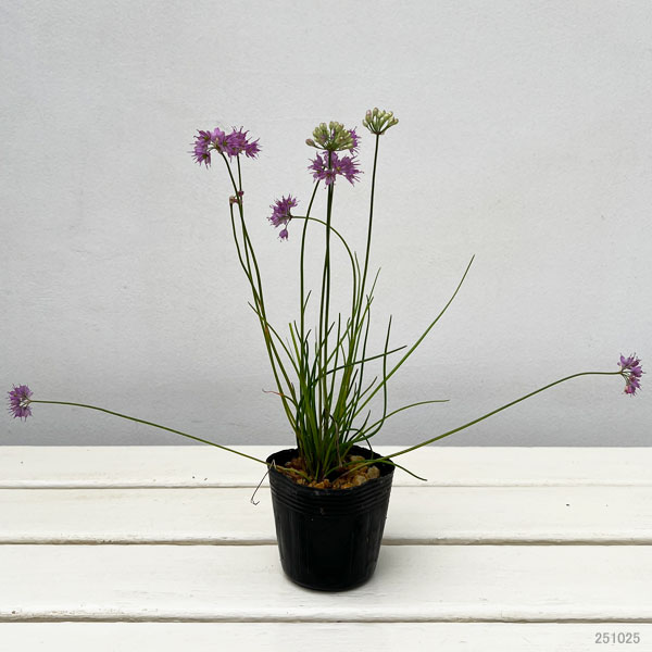 ラッキョウ:山ラッキョウ2.5号ポット