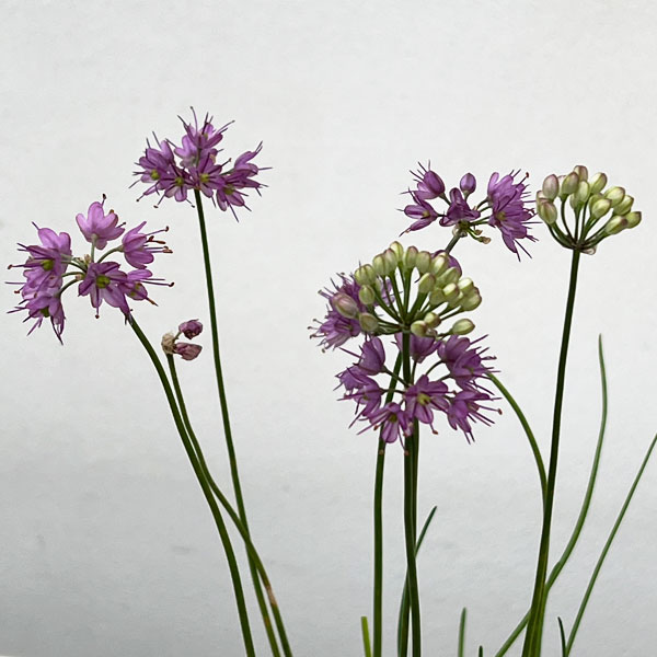 ラッキョウ:山ラッキョウ2.5号ポット