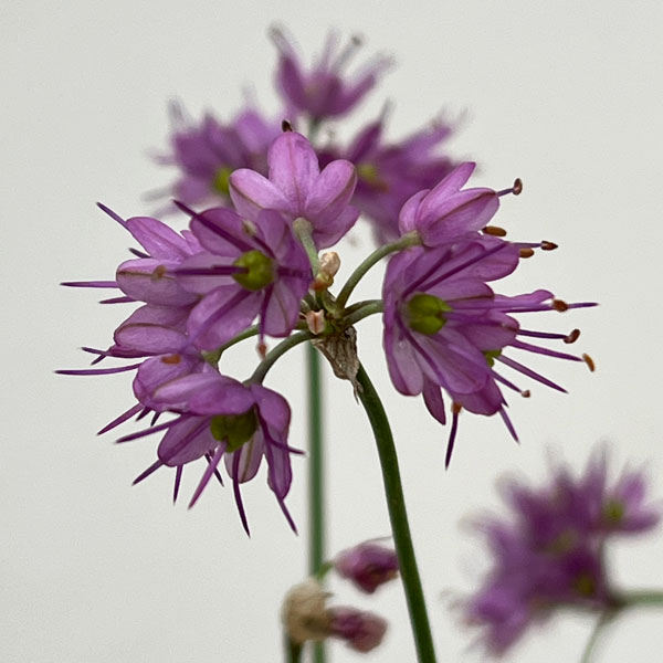 ラッキョウ:山ラッキョウ2.5号ポット