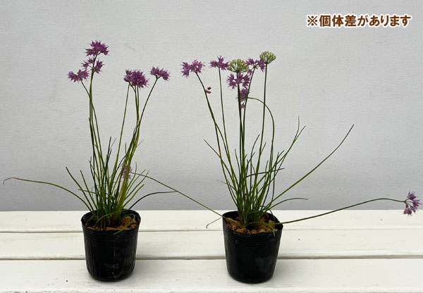 ラッキョウ:山ラッキョウ2.5号ポット