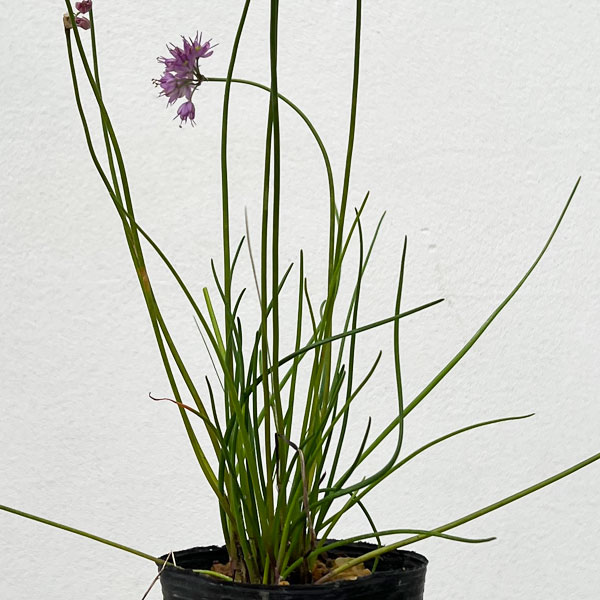 ラッキョウ:山ラッキョウ2.5号ポット