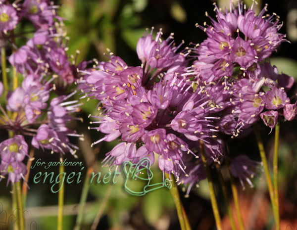 ラッキョウ:山ラッキョウ2.5号ポット