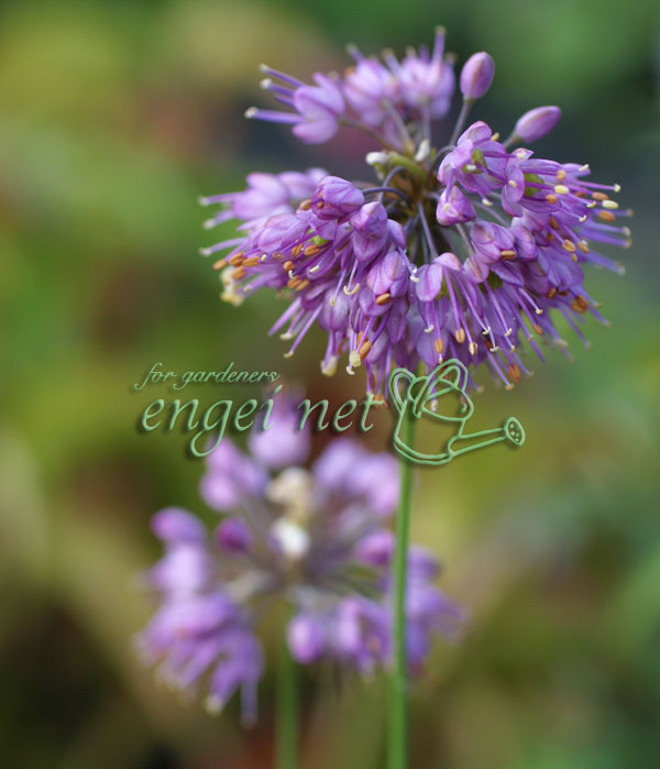 ラッキョウ:山ラッキョウ2.5号ポット