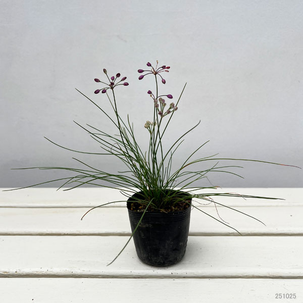 ラッキョウ:糸ラッキョウ2.5号ポット