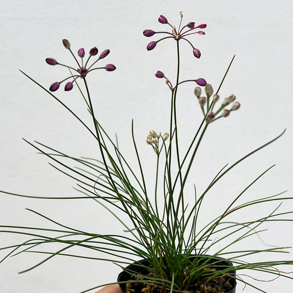 ラッキョウ:糸ラッキョウ2.5号ポット