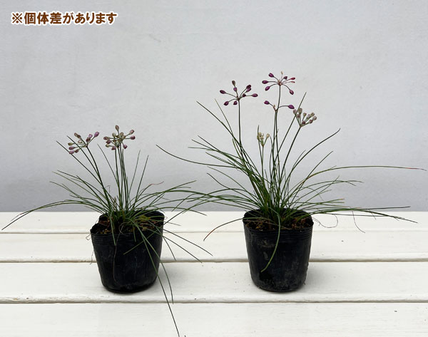 ラッキョウ:糸ラッキョウ2.5号ポット