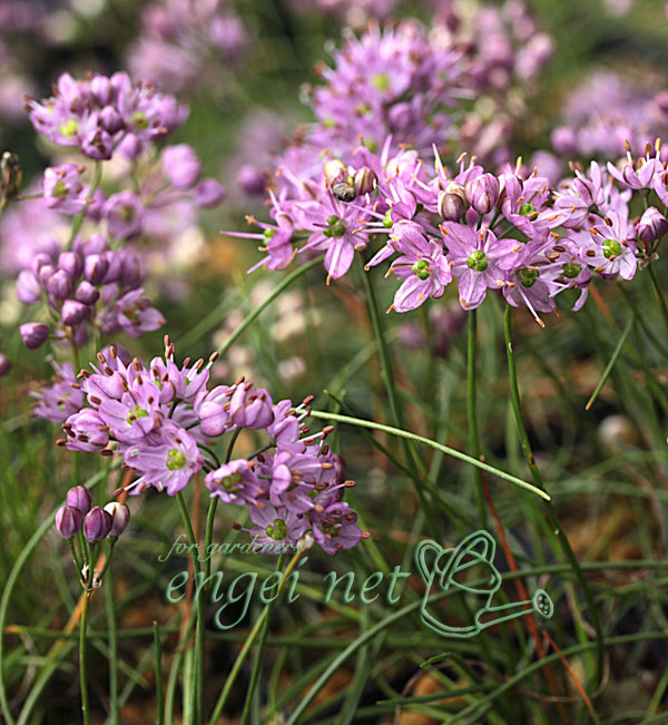 ラッキョウ:糸ラッキョウ2.5号ポット