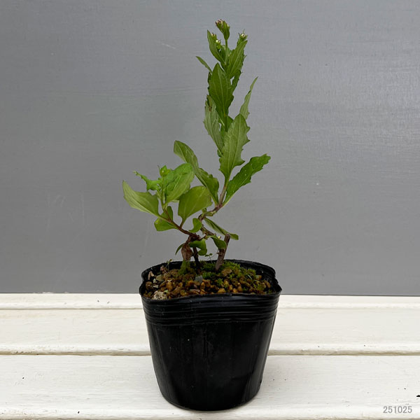 ノコンギク:桃花ノコンギク 桃山3号ポット