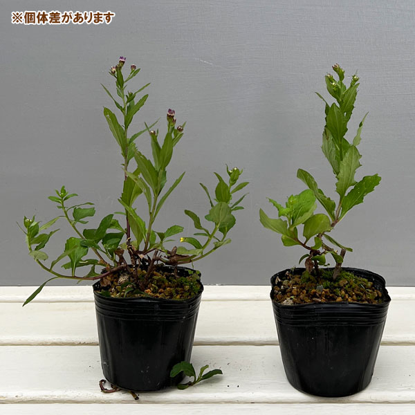 ノコンギク:桃花ノコンギク 桃山3号ポット