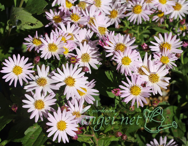 ノコンギク:桃花ノコンギク 桃山3号ポット