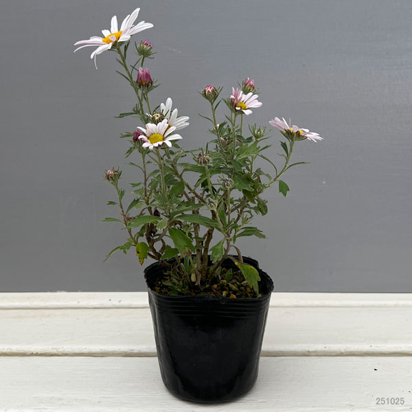 キク:ナカガワノギク3号ポット