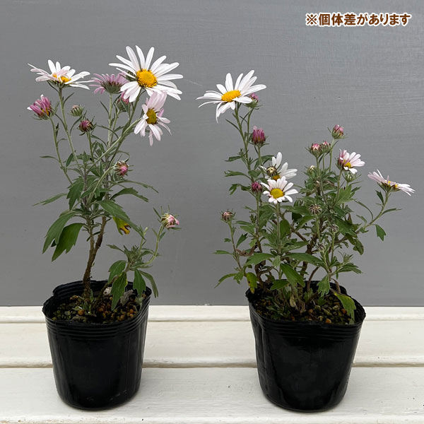 キク:ナカガワノギク3号ポット