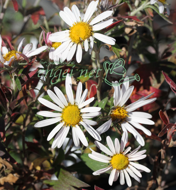 キク:ナカガワノギク3号ポット