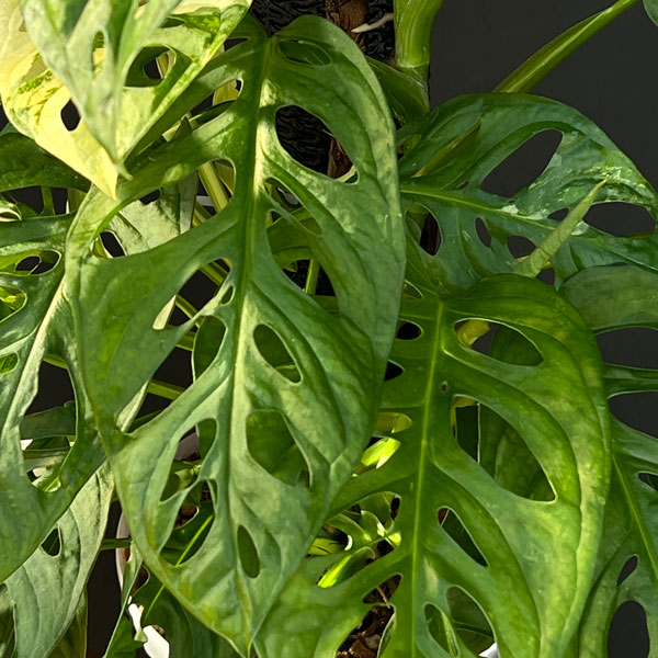 マドカズラ(斑入)6号ネガミエル植え25-01