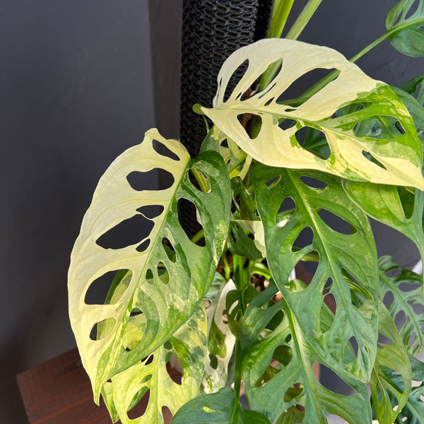 マドカズラ(斑入)6号ネガミエル植え25-01