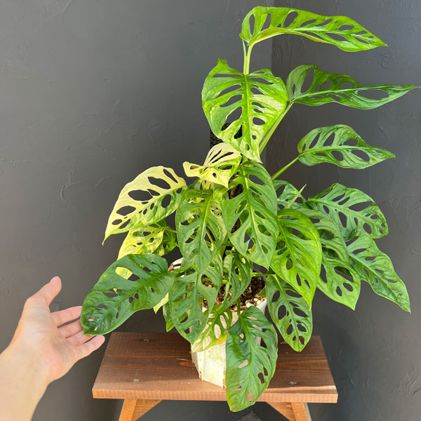 マドカズラ(斑入)6号ネガミエル植え25-01