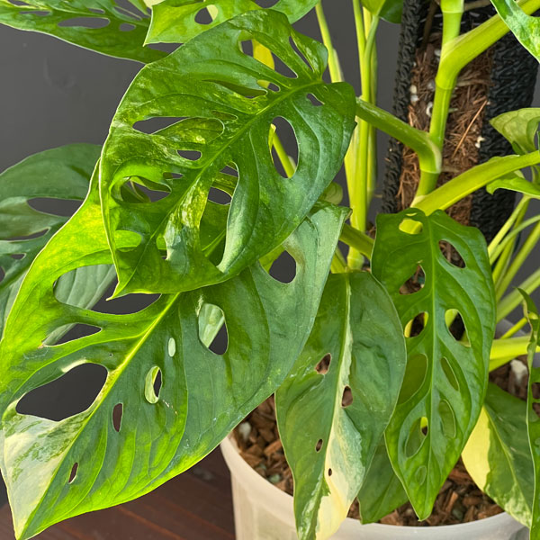 マドカズラ:黄斑入り 6号25-01