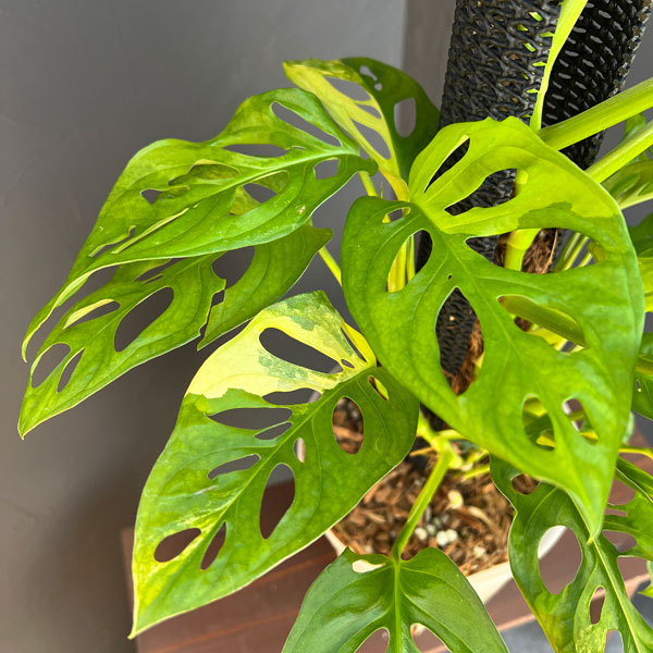 マドカズラ:黄斑入り 6号25-01