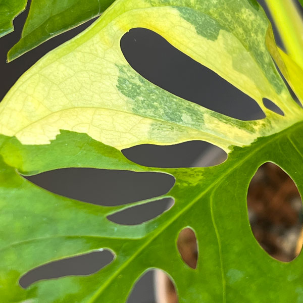 マドカズラ:黄斑入り 6号25-01