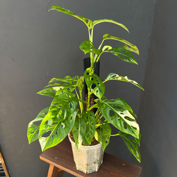 マドカズラ:黄斑入り 6号25-01