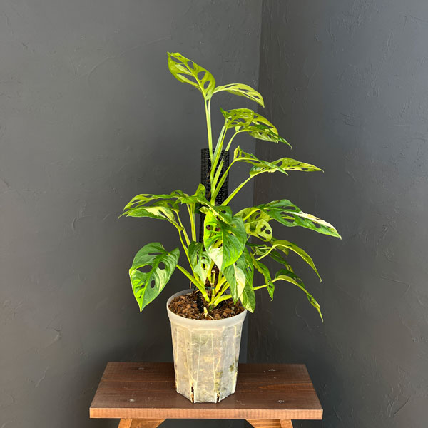 マドカズラ:黄斑入り 6号25-01