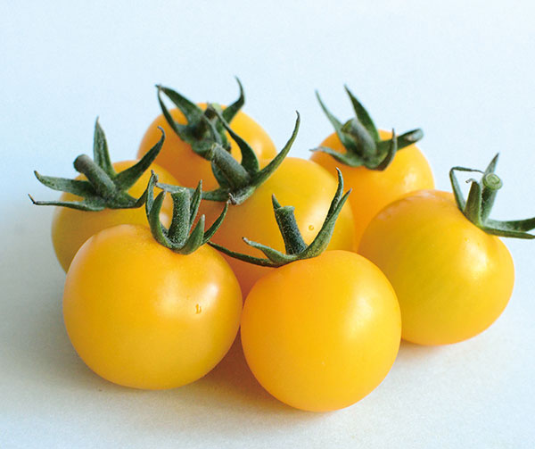 トマト（ミニ）：まるっ娘（こ）イエロー[かわいく美味しいミニトマト 野菜タネ 丸種]