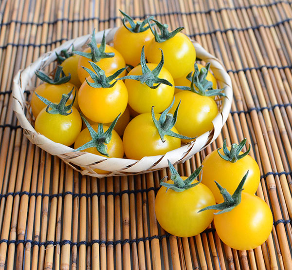 トマト（ミニ）：まるっ娘（こ）イエロー[かわいく美味しいミニトマト 野菜タネ 丸種]