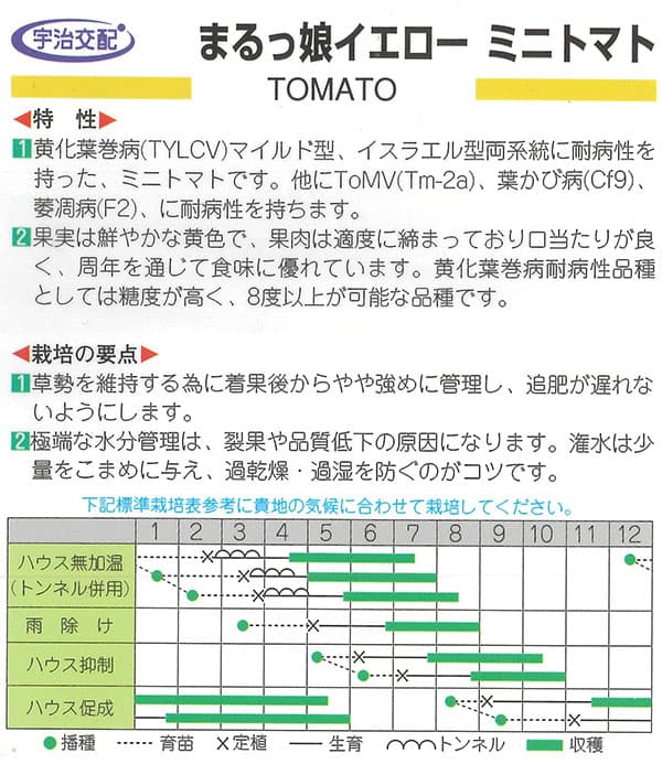 トマト（ミニ）：まるっ娘（こ）イエロー[かわいく美味しいミニトマト 野菜タネ 丸種]