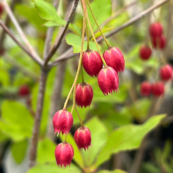 ドウダンツツジ：ベニドウダン（紅ドウダン）4.5-5号ポット