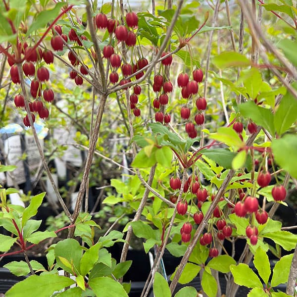 ドウダンツツジ：ベニドウダン（紅ドウダン）4.5-5号ポット