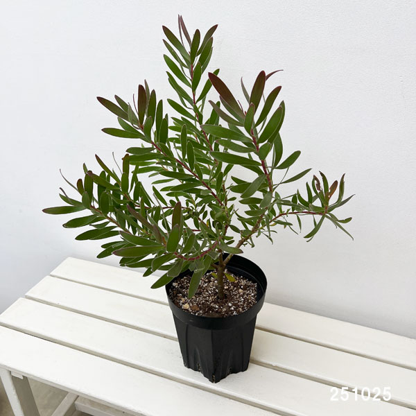 リューカデンドロン:レッドジェム 6号鉢植え