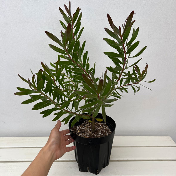 リューカデンドロン:レッドジェム 6号鉢植え