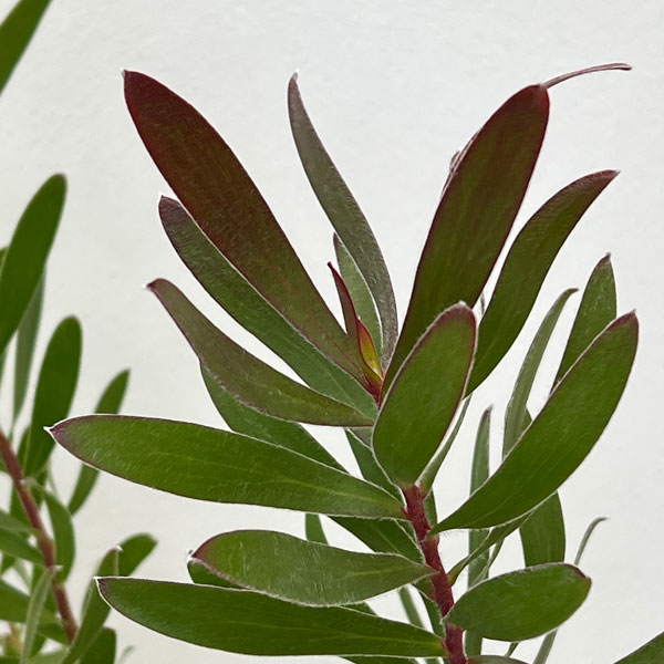 リューカデンドロン:レッドジェム 6号鉢植え