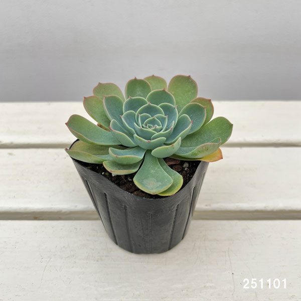 エケベリア:シチフクジン 3号ポット