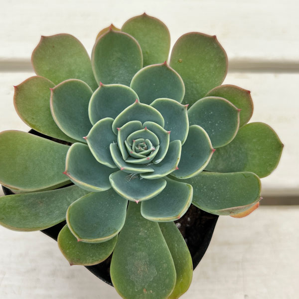 エケベリア:シチフクジン 3号ポット